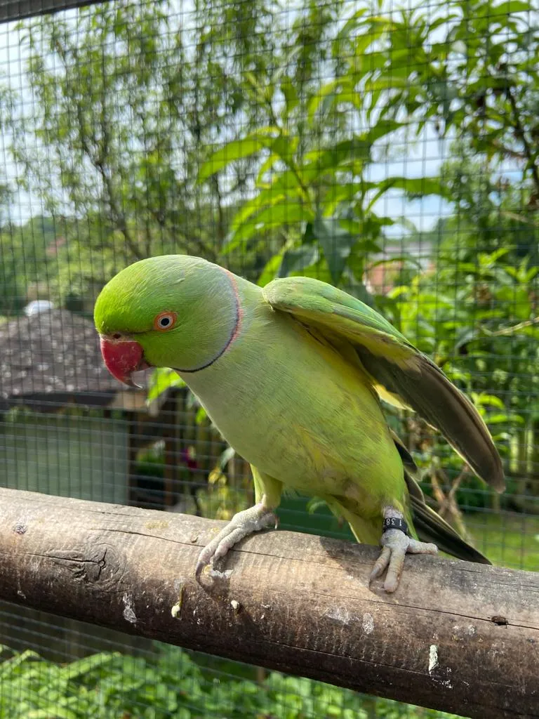 Přečtete si více ze článku Návštěva u papoušků – 20.6.2023